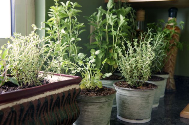 Herb Garden
