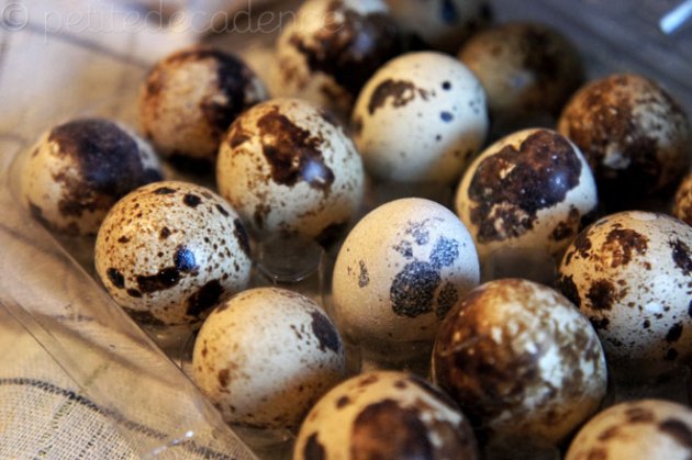 quaileggs Quail eggs - cuuuuutee