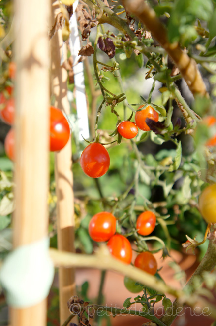 Cherry tomato plant in full production